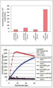 Anti-SIRT1 Rabbit Polyclonal Antibody