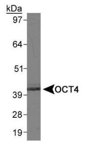 Anti-POU5F1 Rabbit Polyclonal Antibody