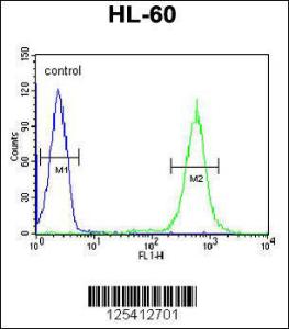 Anti-PDXD1 Rabbit Polyclonal Antibody