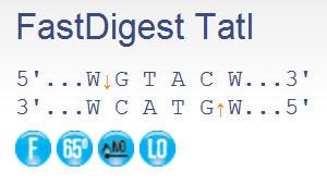 FERMFD1294 - ENZYME FD TATI 20µL (20RXN)