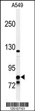 Anti-ZNF835 Rabbit Polyclonal Antibody