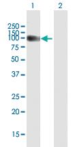 Anti-TRAK1 Mouse Polyclonal Antibody