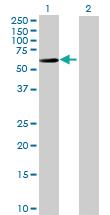 Anti-IGHA2 Mouse Polyclonal Antibody