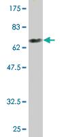 Anti-FICD Mouse Monoclonal Antibody [clone: 3F5]