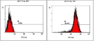 Anti-POU5F1 Rabbit Polyclonal Antibody