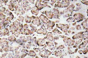 Immunohistochemical analysis of paraffin-embedded human pancreas tissue using Anti-IGF-I Antibody