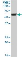 Anti-IGHA2 Mouse Polyclonal Antibody