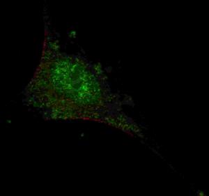 Anti-SMAD2 Rabbit Polyclonal Antibody (APC (Allophycocyanin))