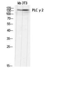 Western blot analysis of kb 3T3 lysis using Anti-PLCG2 Antibody