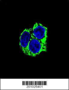 Anti-ADCK3 Mouse Monoclonal Antibody (AP (Alkaline Phosphatase)) [clone: 216CT7.5.1]