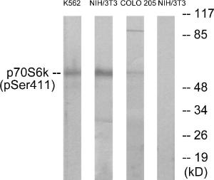 Western blot analysis of lysates from K562 cells, NIH/3T3 cells and COLO205 cells using Anti-p70 S6 Kinase (phospho Ser411) Antibody. The right hand lane represents a negative control, where the antibody is blocked by the immunising peptide