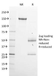 Anti-GPN1 Mouse Monoclonal Antibody [clone: GPN1/2350]