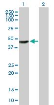 Anti-TTC23 Mouse Polyclonal Antibody