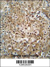 Anti-CF153 Rabbit Polyclonal Antibody (FITC (Fluorescein Isothiocyanate))