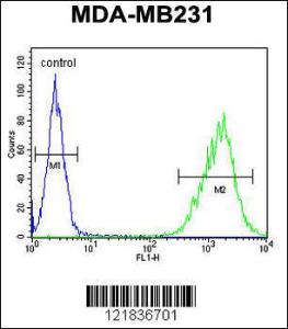 Anti-TAZ Rabbit Polyclonal Antibody