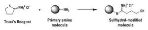 2-Iminothiolane hydrochloride (Traut's Reagent), Pierce™