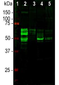 Anti-Tau Chicken Polyclonal Antibody