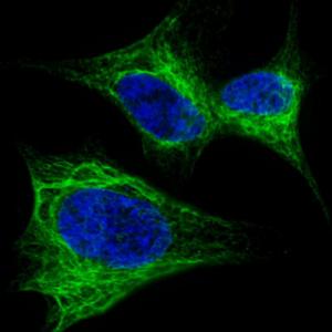 Anti-NES Rabbit Polyclonal Antibody (Biotin)