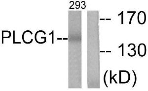 Antibody anti-PLCG1 A95809-100 100 µg