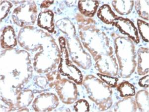 Immunohistochemical analysis of formalin-fixed, paraffin-embedded kidney using Anti-CD137 Antibody [4-1BB/4552R]