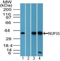 Anti-Nup53 Rabbit Polyclonal Antibody