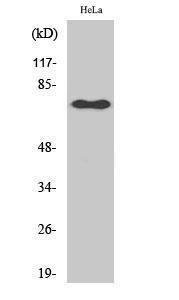 Western blot analysis of various cells using Anti-NF-kappaB p65 (phospho Ser529) Antibody