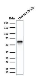 Anti-GPN1 Mouse Monoclonal Antibody [clone: GPN1/2350]