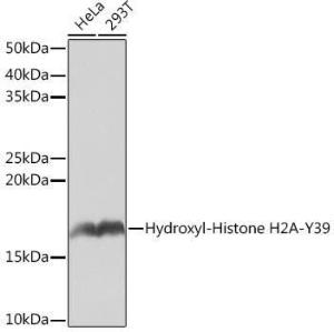 Western blot analysis of extracts of various cell lines, using Anti-Histone H2A Antibody [ARC0253] (A306399) at 1:1,000 dilution. The secondary antibody was Goat Anti-Rabbit IgG H&L Antibody (HRP) at 1:10,000 dilution.