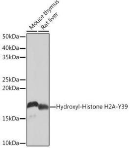 Western blot analysis of extracts of various cell lines, using Anti-Histone H2A Antibody [ARC0253] (A306399) at 1:1,000 dilution. The secondary antibody was Goat Anti-Rabbit IgG H&L Antibody (HRP) at 1:10,000 dilution.