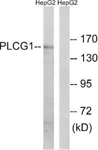 Western blot analysis of lysates from HepG2 using Anti-PLCG1 Antibody The right hand lane represents a negative control, where the antibody is blocked by the immunising peptide