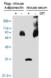 Anti-ADIPOQ Rabbit Polyclonal Antibody