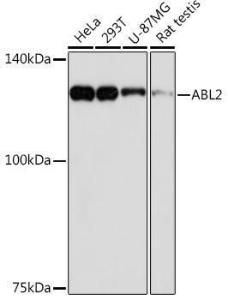 Western blot analysis of extracts of various cell lines, using Anti-ABL2 Antibody [ARC2200] (A306400) at 1:1000 dilution. The secondary Antibody was Goat Anti-Rabbit IgG H&L Antibody (HRP) at 1:10000 dilution. Lysates/proteins were present at 25 µg per lane