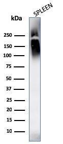 Western blot analysis of human spleen tissue lysate using Anti-CD45 Antibody [SPM569 + SPM570]