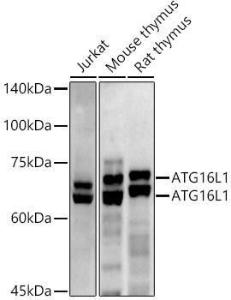 Western blot analysis of extracts of various cell lines, using Anti-ATG16L1 Antibody (A306401) at 1:500 dilution The secondary antibody was Goat Anti-Rabbit IgG H&L Antibody (HRP) at 1:10,000 dilution Lysates/proteins were present at 25 µg per lane