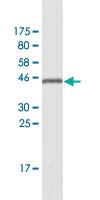 Anti-GSKIP Mouse Monoclonal Antibody [clone: 2F2]