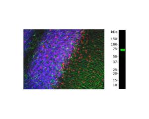 Left: Staining of rat cerebellum for MeCP2 (red) and GFAP (green). Right: WB analysis of MeCP2 expression in nuclear extracts from mouse brain.