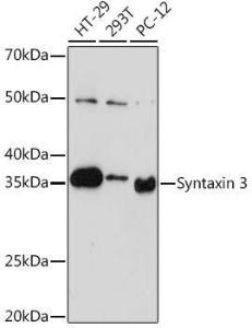 Western blot analysis of extracts of various cell lines, using Anti-Syntaxin 3 Antibody [ARC2081] (A306403) at 1:1,000 dilution