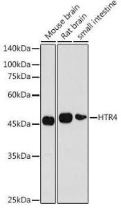 Western blot analysis of extracts of various cell lines, using Anti-5HT4 Receptor Antibody (A11566) at 1:1,000 dilution