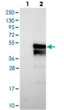 Anti-C11ORF57 Rabbit Polyclonal Antibody