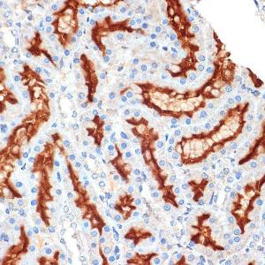 Immunohistochemistry analysis of paraffin-embedded rat kidney using Anti-Syntaxin 3 Antibody [ARC2081] (A306403) at a dilution of 1:100 (40X lens). Perform microwave antigen retrieval with 10 mM Tris/EDTA buffer pH 9.0 before commencing with IHC staining protocol