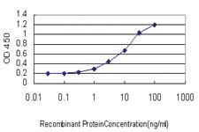 Anti-RNF114 Mouse Monoclonal Antibody [clone: 4G3-1A10]