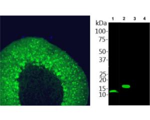 Left: Staining of parvalbumin in adult rat cerebellum. Right: WB analysis of parvalbumin  in rat skeletal muscle homogenate (1). (2) His-tagged parvalbumin protein. The antibody does not cross-react with His-tagged proteins calretinin (3) and calbindin (4).