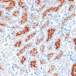 Immunohistochemistry analysis of paraffin-embedded mouse kidney using Anti-Syntaxin 3 Antibody [ARC2081] (A306403) at a dilution of 1:100 (40X lens). Perform microwave antigen retrieval with 10 mM Tris/EDTA buffer pH 9.0 before commencing with IHC staining protocol