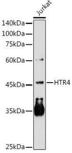 Western blot analysis of extracts of Jurkat cells, using Anti-5HT4 Receptor Antibody (A11566) at 1:1,000 dilution