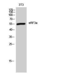 Anti-eRF3/GSPT1 Rabbit Polyclonal Antibody