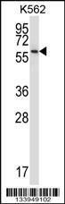 Anti-NPFFR1 Rabbit Polyclonal Antibody (AP (Alkaline Phosphatase))