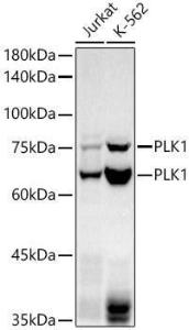 Anti-PLK1 antibody