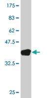 Anti-XBP1 Mouse Monoclonal Antibody [clone: 4E4]