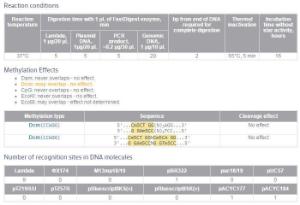 FERMFD1304 - ENZYME FD XAGI 100µL (100RXN)