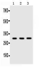 Anti-Adiponectin Polyclonal Antibody